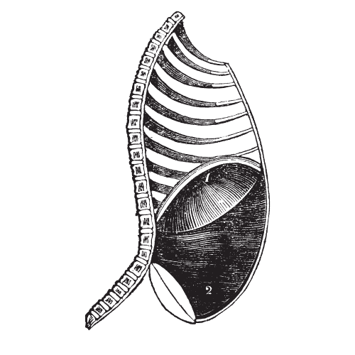 bækkenbunden gravid træning mave træning for gravide faglighed sundhedsfaglige eksperter